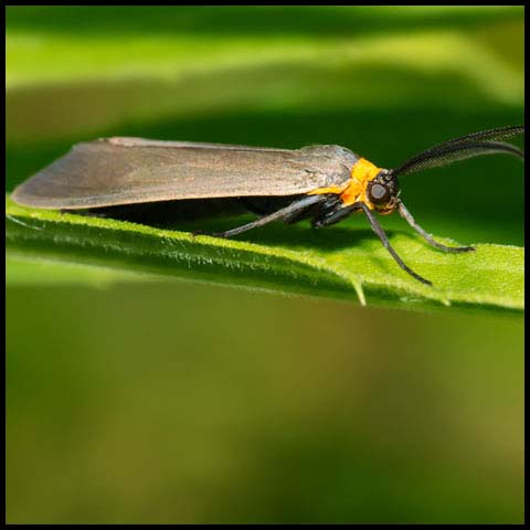 Yellow-collared Scape Moth