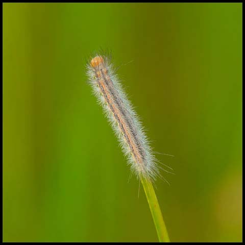 Yellow-collared Scape Moth