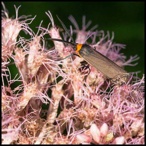 Yellow-collared Scape Moth