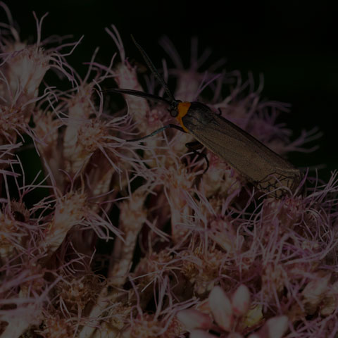 Yellow-collared Scape Moth