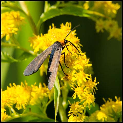 Yellow-collared Scape Moth