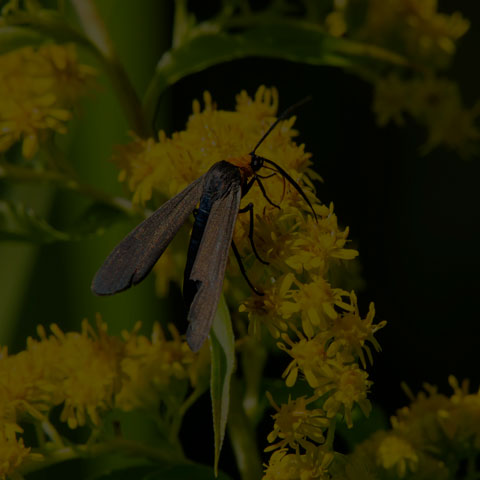 Yellow-collared Scape Moth