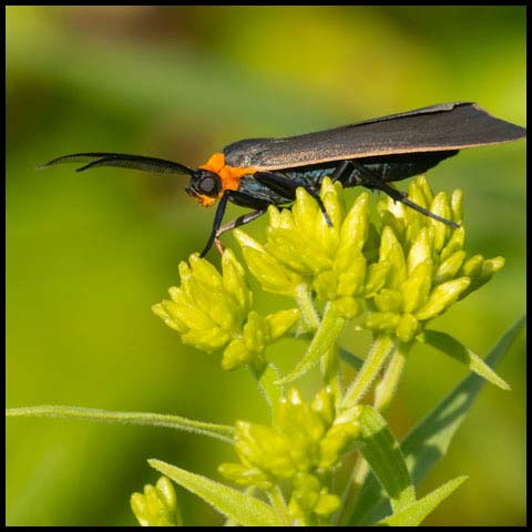 Yellow-collared Scape Moth