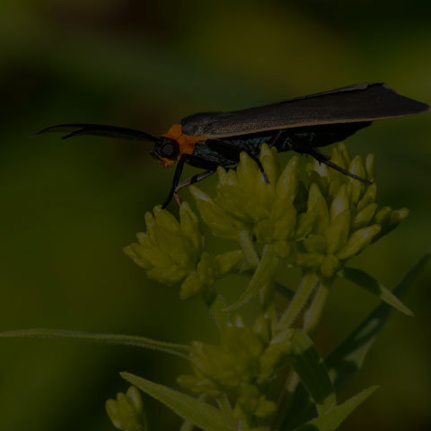 Yellow-collared Scape Moth
