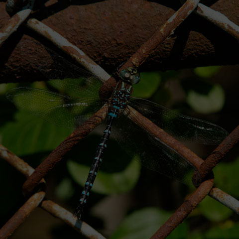 Black-tipped Darner