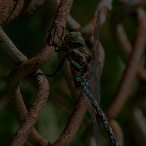 Black-tipped Darner