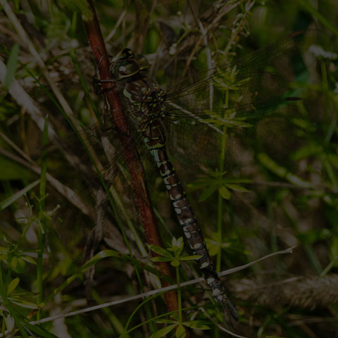 Canada Darner
