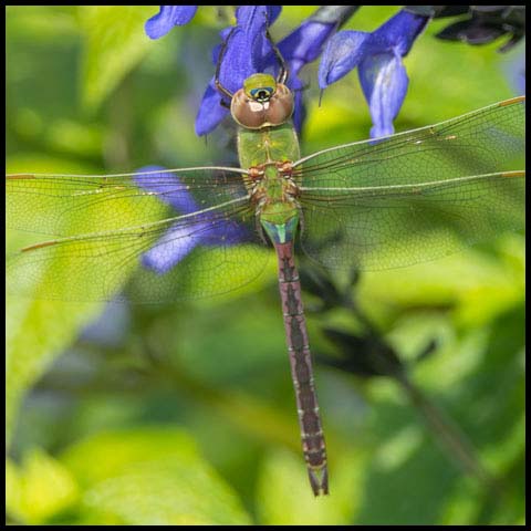 Common Green Darner