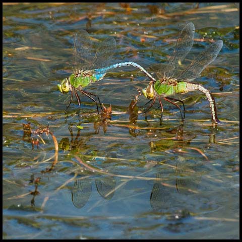 Common Green Darner
