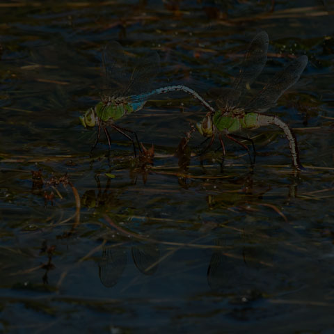 Common Green Darner