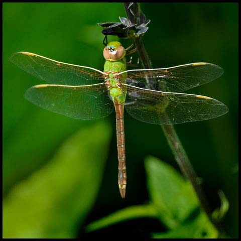 Common Green Darner