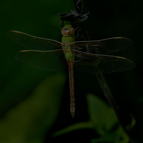 Common Green Darner