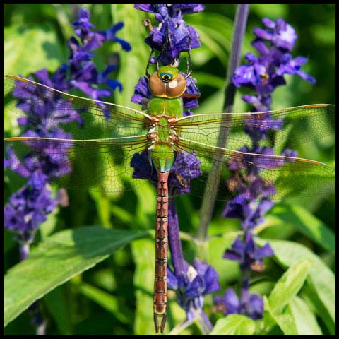 Common Green Darner