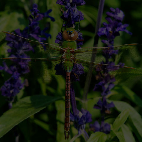 Common Green Darner