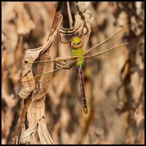 Common Green Darner