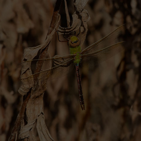 Common Green Darner