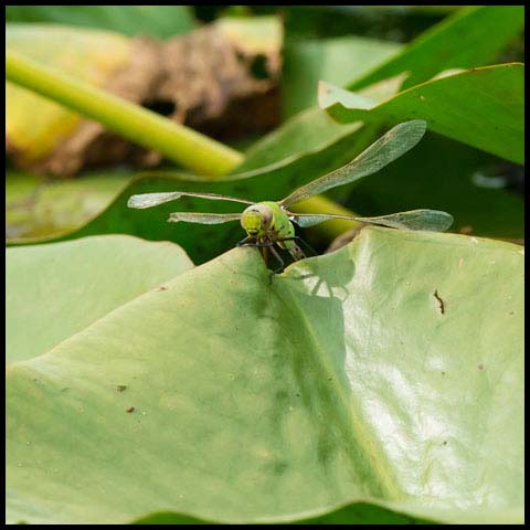 Common Green Darner