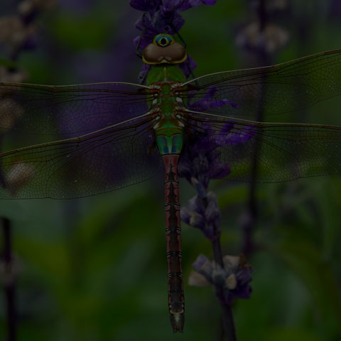 Common Green Darner