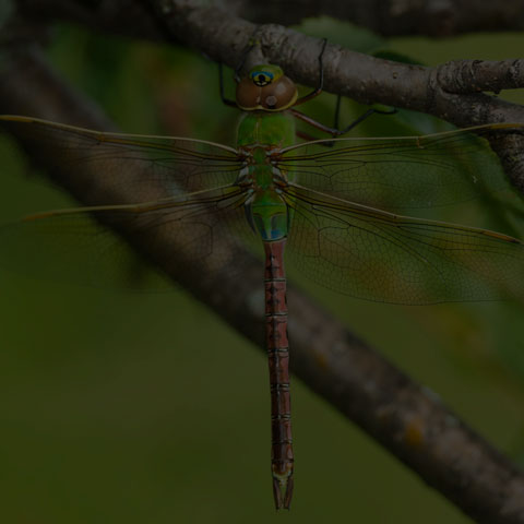 Common Green Darner
