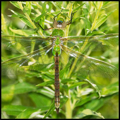 Common Green Darner