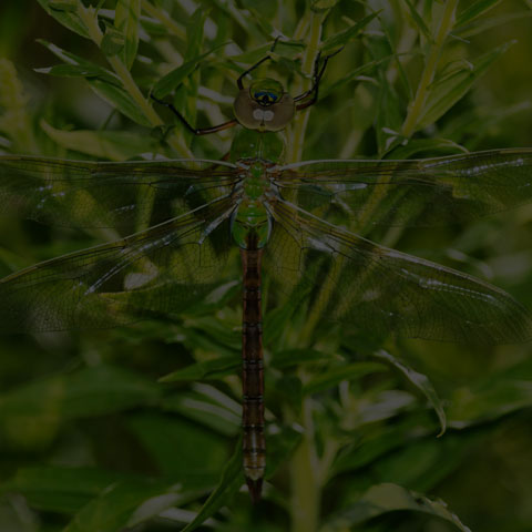 Common Green Darner