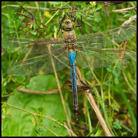 Common Green Darner