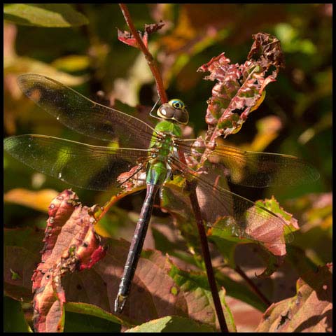 Common Green Darner