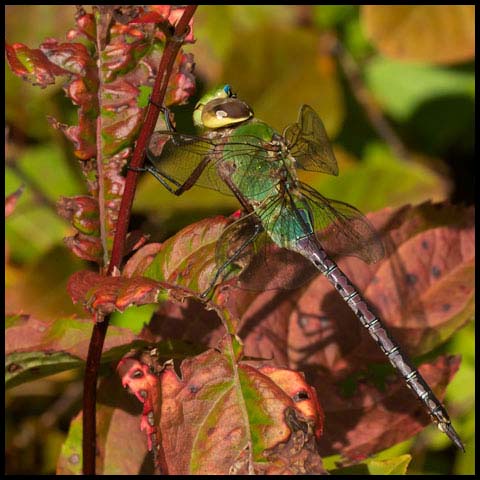 Common Green Darner