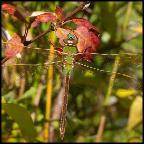 Common Green Darner