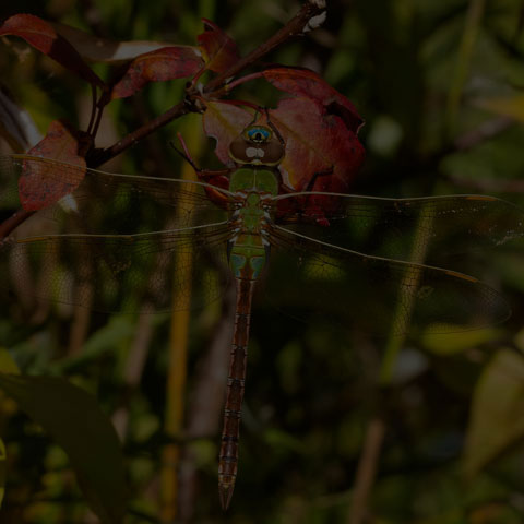 Common Green Darner