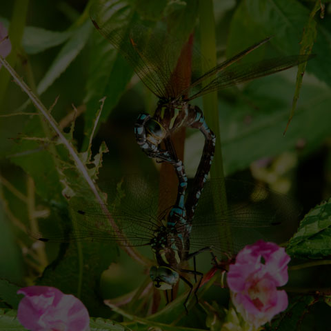 Lance-tipped Darner