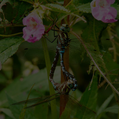 Lance-tipped Darner