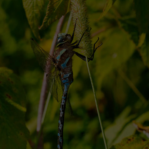 Lance-tipped Darner