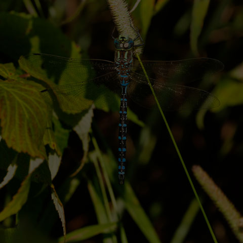 Lance-tipped Darner