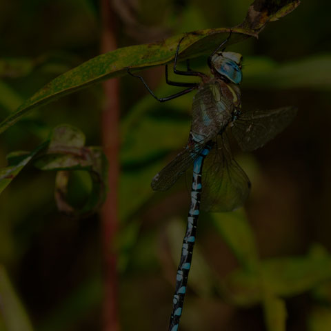 Lance-tipped Darner