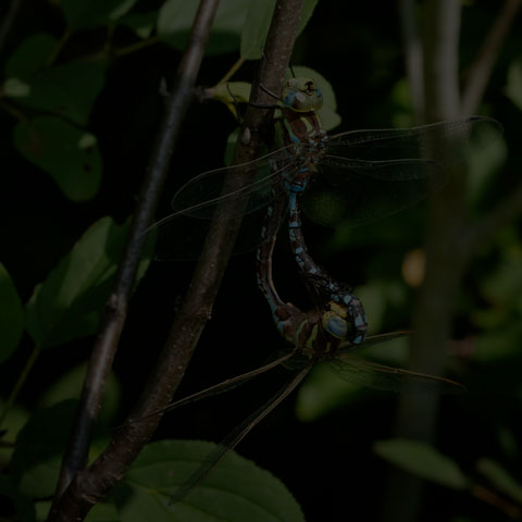 Lance-tipped Darner