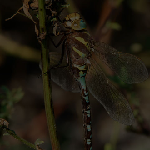 Lance-tipped Darner