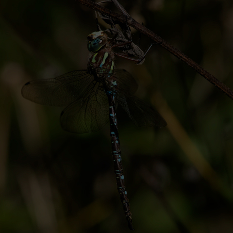 Shadow Darner