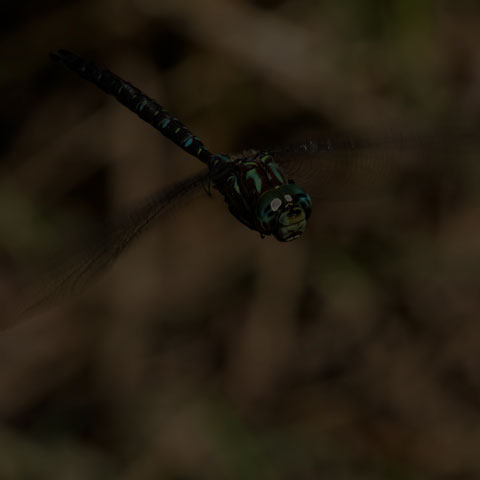 Shadow Darner