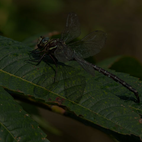 Shadow Darner