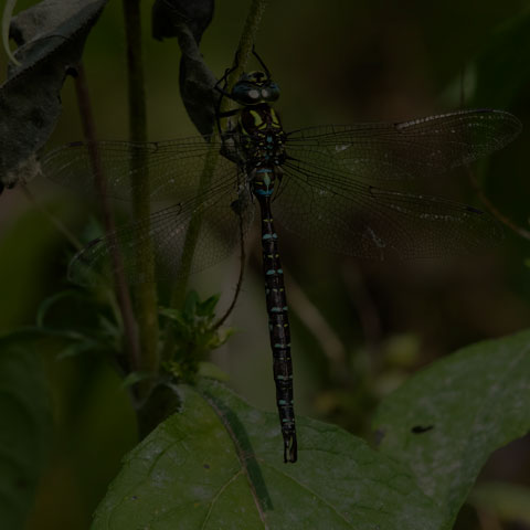 Shadow Darner