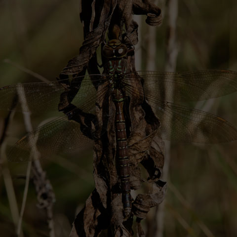 Shadow Darner
