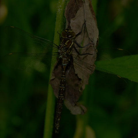 Shadow Darner