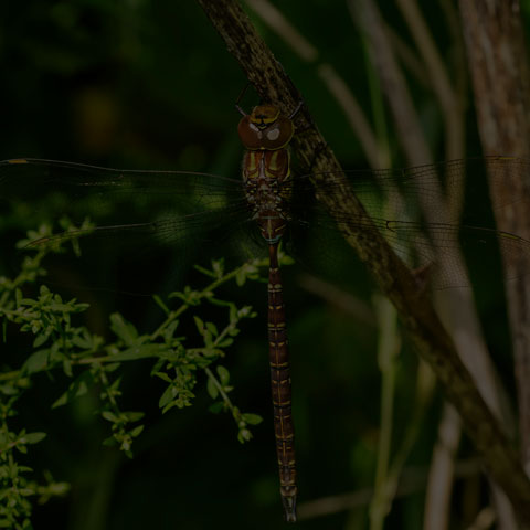 Shadow Darner