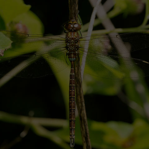 Shadow Darner