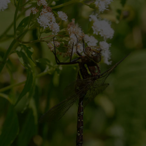 Shadow Darner