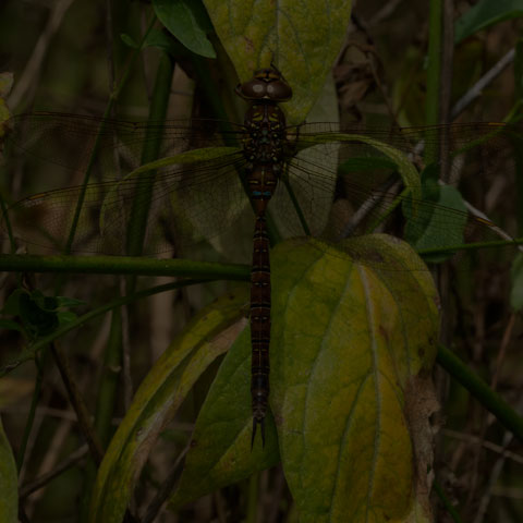 Shadow Darner