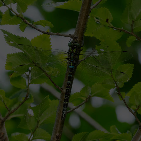 Shadow Darner