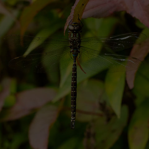 Shadow Darner