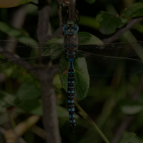 Variable Darner